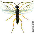 螟蛉蟲 螟蛉蟲