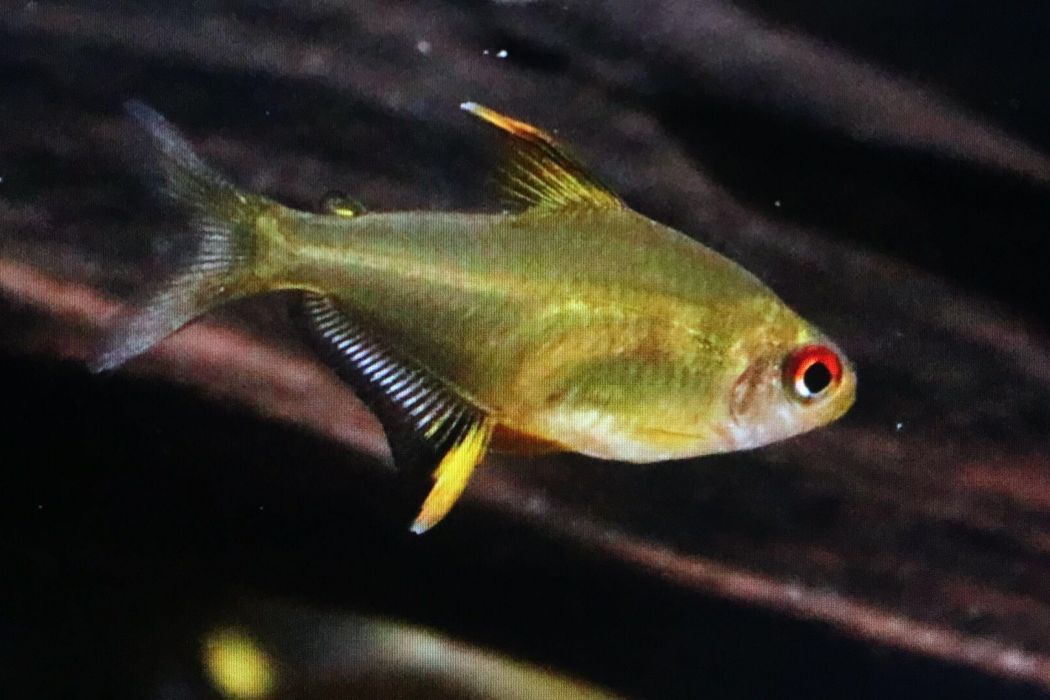 前眶燈魚 前眶燈魚