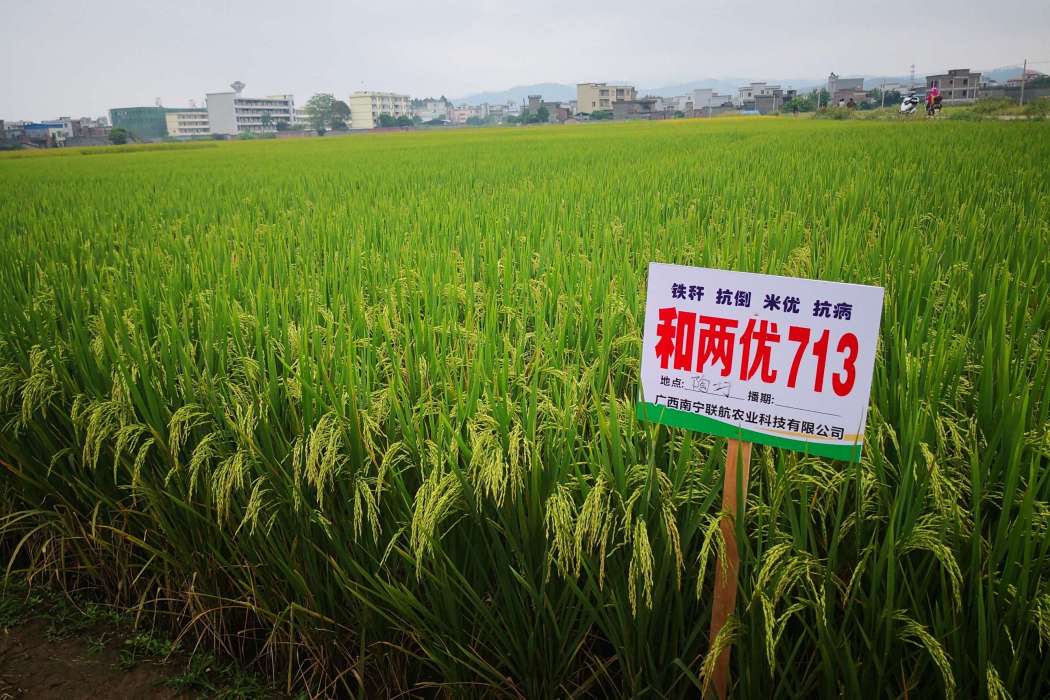 和兩優713 和兩優713