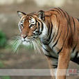 中國野生虎種群恢復計畫