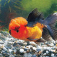 獅頭金魚 獅頭金魚