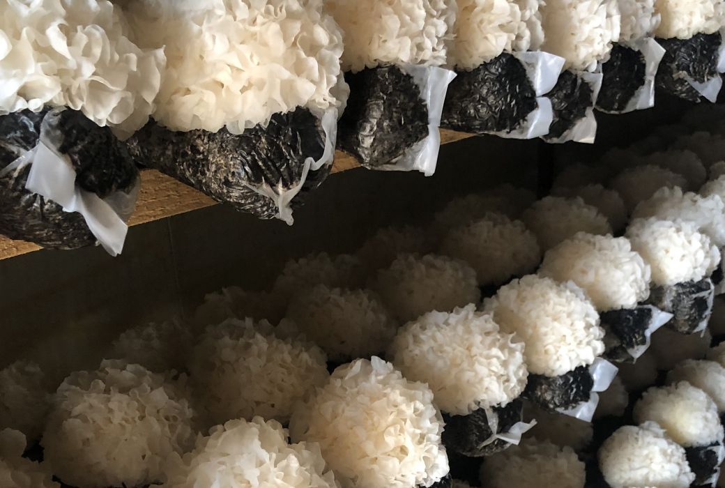 蓮果耳 蓮果耳