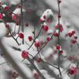 雪裡與春信 雪裡與春信