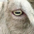 羊眼(動物器官)