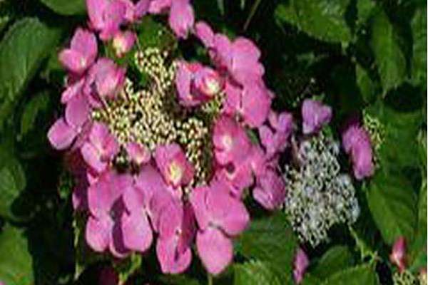 Hydrangea macrophylla \x27Mousmee\x27