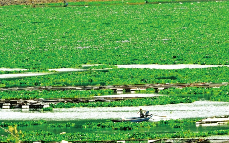 農田、湖泊泛濫成災的水葫蘆