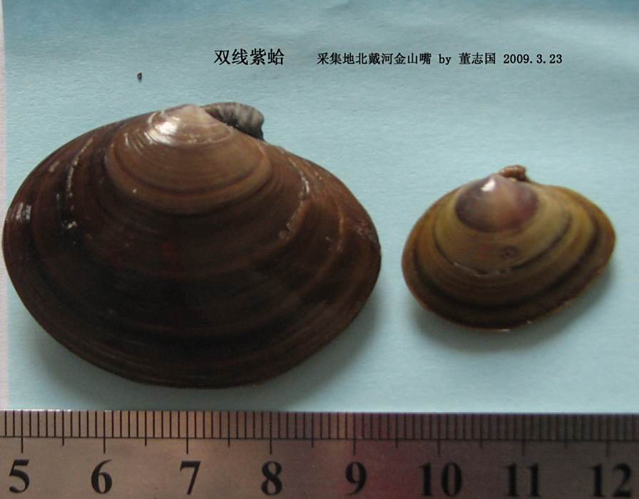 雙線紫蛤 雙線紫蛤