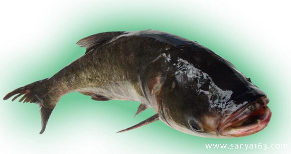 鱅魚——最典型的慮食性魚類之一