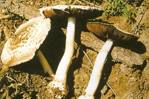 假根蘑菇 假根蘑菇