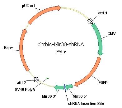 pYrbio-Mir30-shRNA質粒圖譜