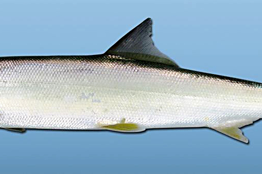 北梭魚屬 北梭魚屬