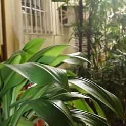 Apartamento Leblon Aperana