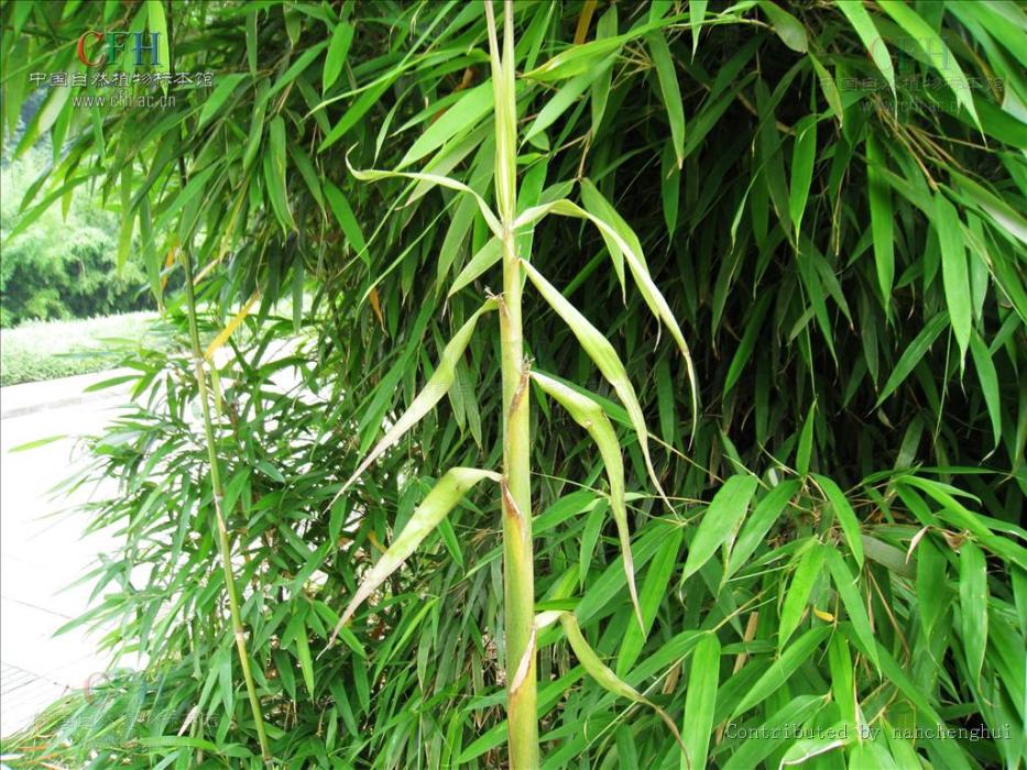 江永茶竿竹 江永茶竿竹