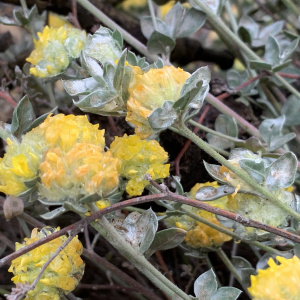Acmispon argophyllus