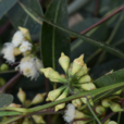 直桿藍桉