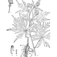 短瓣烏頭 短瓣烏頭