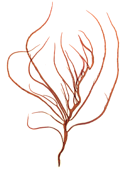 粗江蘺 粗江蘺