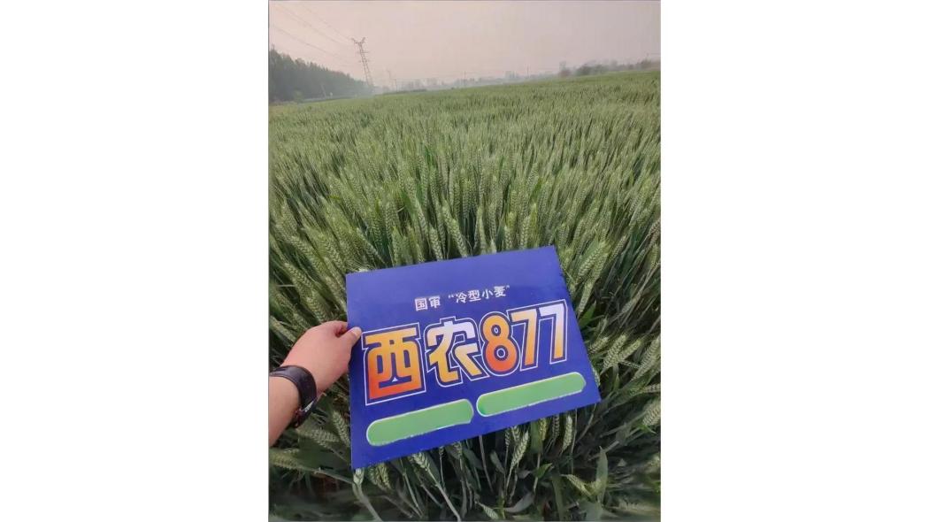 西農877 西農877