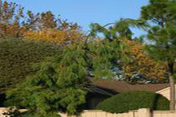 Pinus strobus \x27Pendula\x27