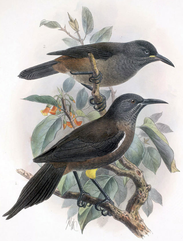 考島吸蜜鳥