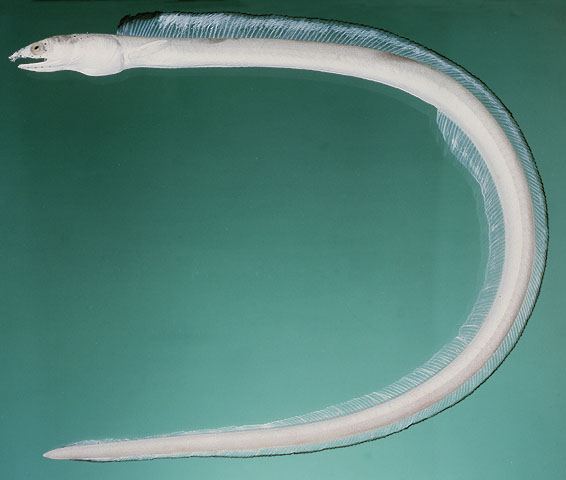 高鰭蛇鰻