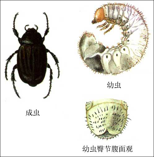 華北大黑鰓金龜
