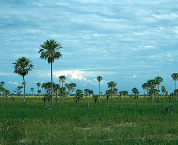 阿根廷福莫薩附近查科中部的棕櫚稀樹草原