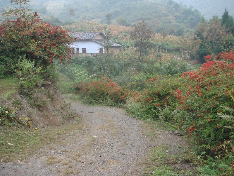 畢家丫口村 畢家丫口村