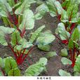 紅梗葉甜菜 紅梗葉甜菜