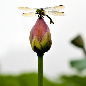 大華蜻蜓 大華蜻蜓