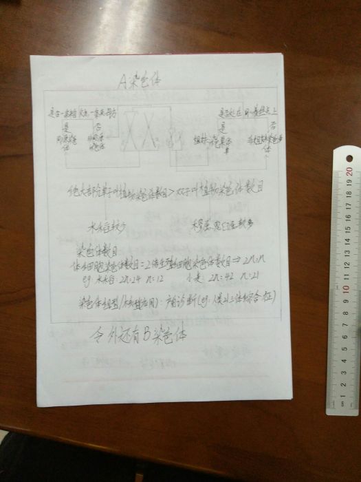 A染色體 A染色體