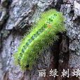 麗綠刺蛾 麗綠刺蛾