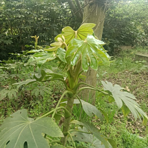 野紀河