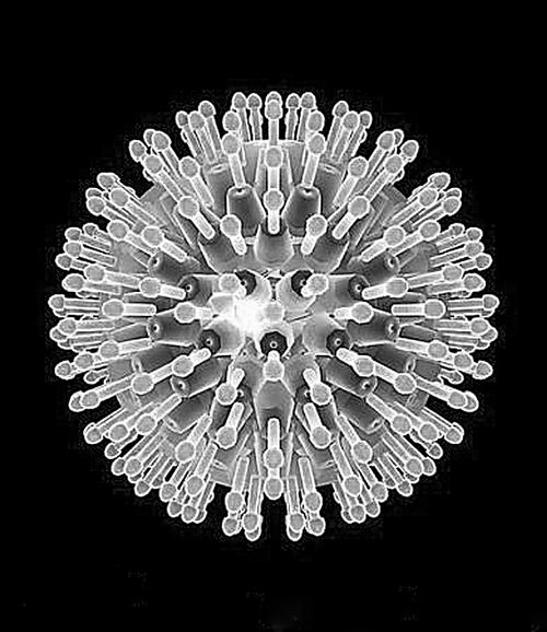人巨細胞病毒