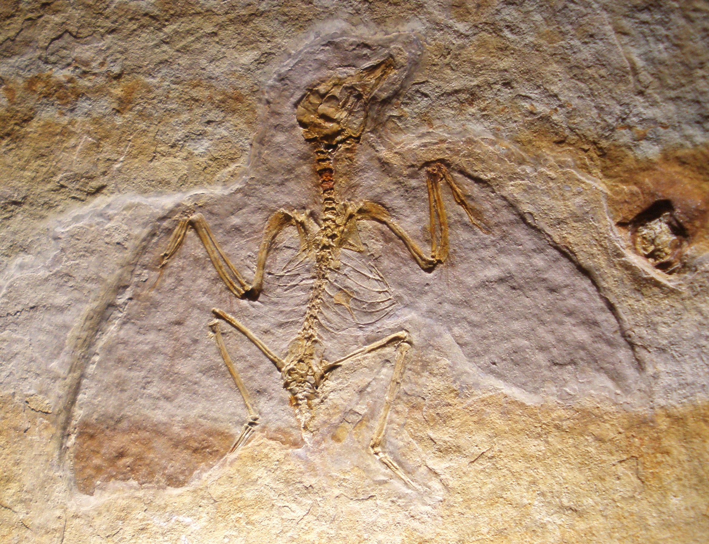 一個年幼反鳥亞綱：嬌小遼西鳥（Liaoxiornisdelicatus）的化石