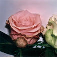 冰清(薔薇屬花卉名) 冰清(薔薇屬花卉名)