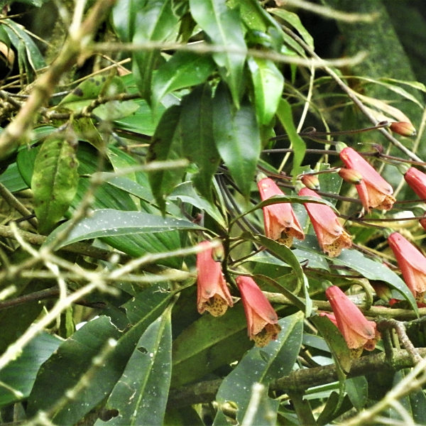 Bomarea bredemeyeriana