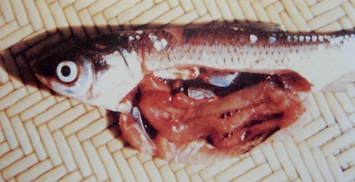 魚類腸炎病