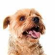比熊約克犬 比熊約克犬