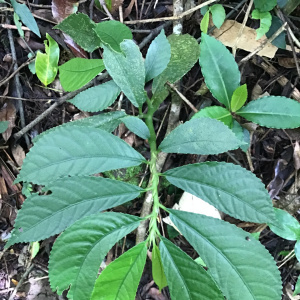 Elatostema fagifolium