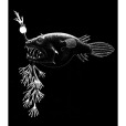 樹須魚 樹須魚