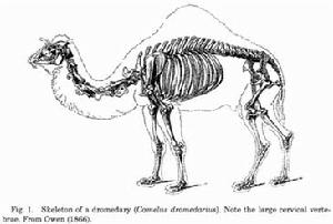 單峰駱駝骨骼結構