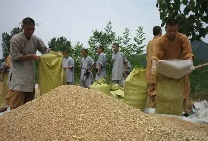 僧人們收穫麥子