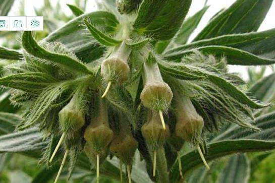 Onosmodium molle subsp. occidentale