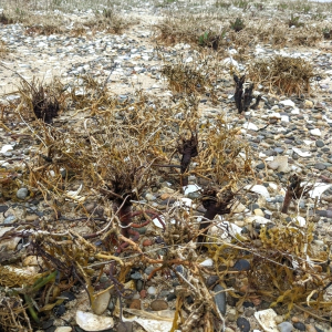 Limonium carolinianum