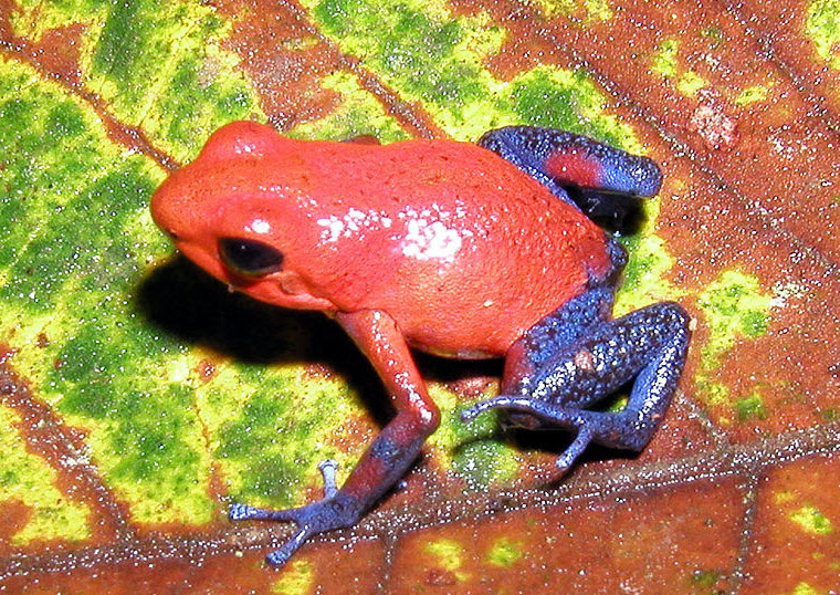 草莓箭毒蛙的警戒態表明它的皮膚上有毒素