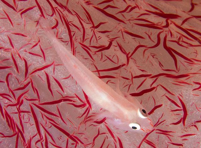 腹瓢鰕虎魚屬 腹瓢鰕虎魚屬