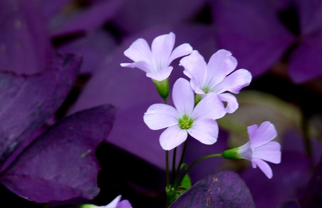紫葉酢漿草