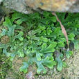 蛇苔科 蛇苔科