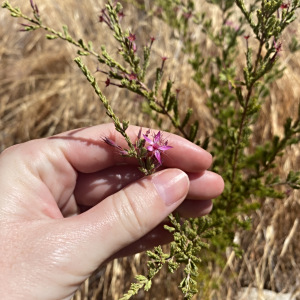 Calytrix leptophylla